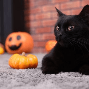 A black cat sitting next to a pumpkin and jack'o lantern by a brick wall
