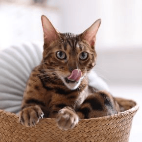 A cat sitting in a basket licking their lips